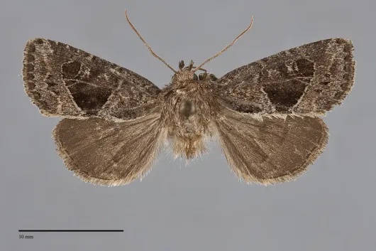 Oligia obtusa