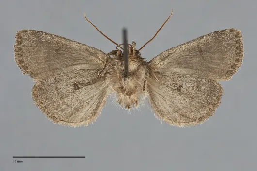 Oligia obtusa