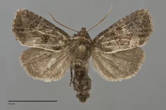 Oligia obtusa