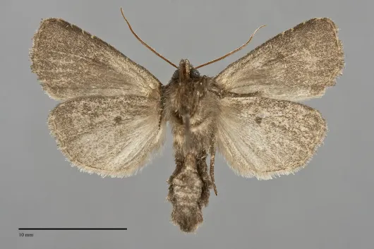 Oligia obtusa