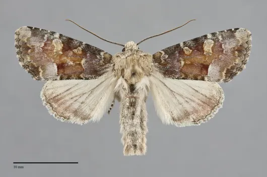 Oligia rampartensis