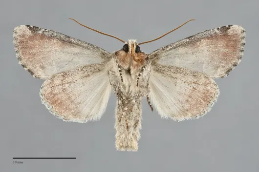 Oligia rampartensis