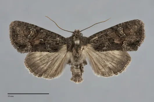 Oligia tusa