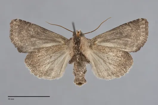 Oligia tusa