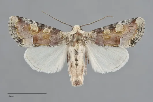Oligia violacea