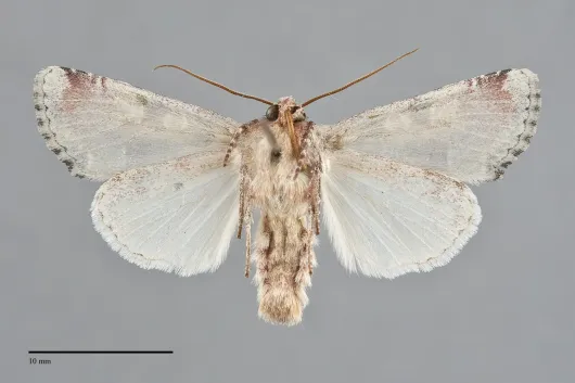 Oligia violacea