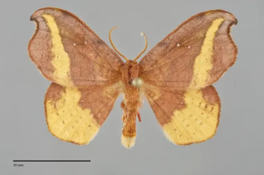 Oreta rosea