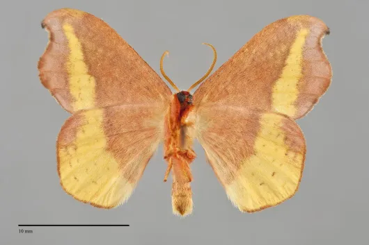 Oreta rosea