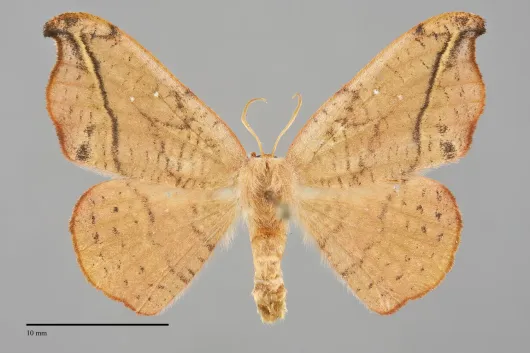 Oreta rosea