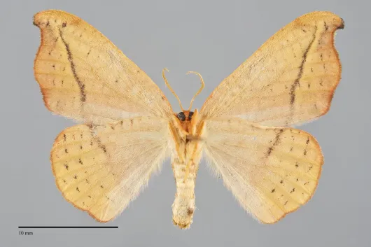 Oreta rosea