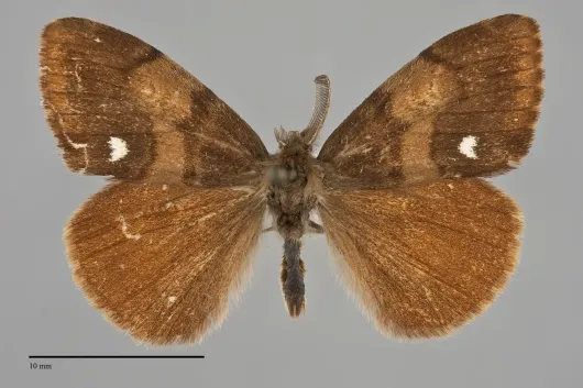 Orgyia antiqua