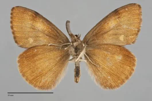 Orgyia antiqua