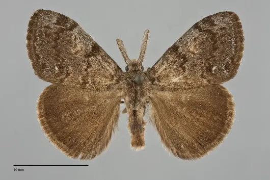 Orgyia cana