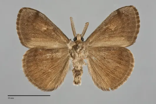 Orgyia cana