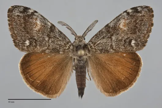 Orgyia pseudotsugata