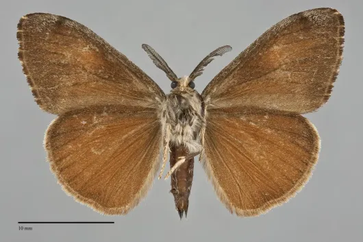 Orgyia pseudotsugata