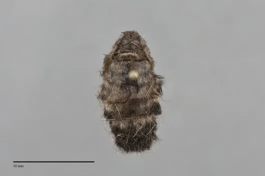 Orgyia pseudotsugata