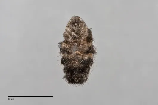 Orgyia pseudotsugata