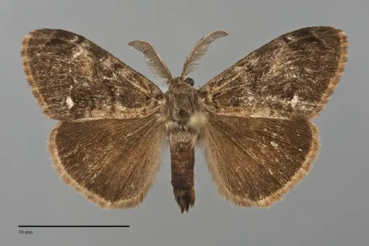Orgyia vetusta