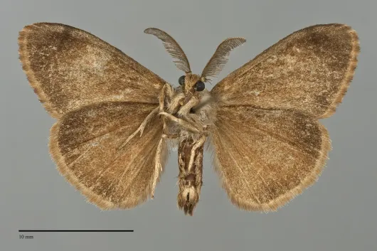 Orgyia vetusta