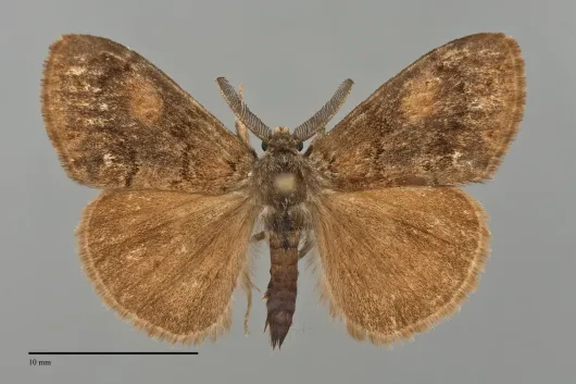 Orgyia vetusta