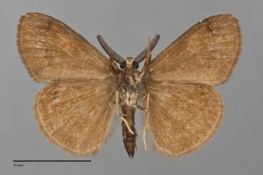 Orgyia vetusta