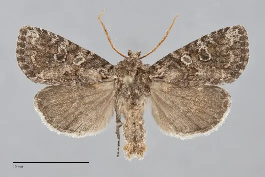 Orthodes detracta