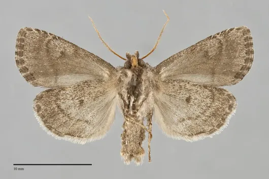 Orthodes detracta