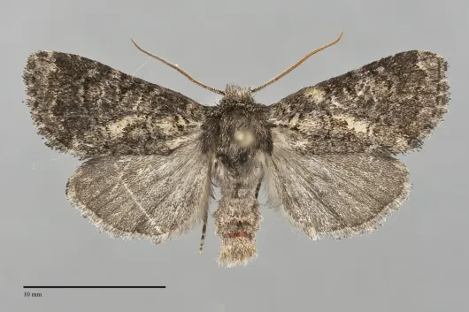 Orthodes detracta