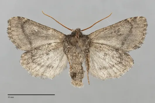 Orthodes detracta