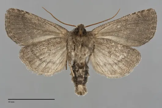 Orthodes detracta