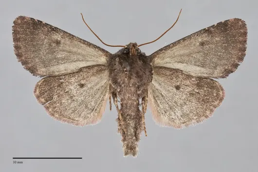 Orthodes obscura