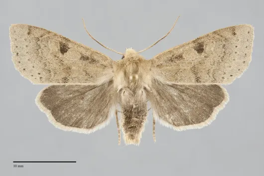 Orthosia arthrolita