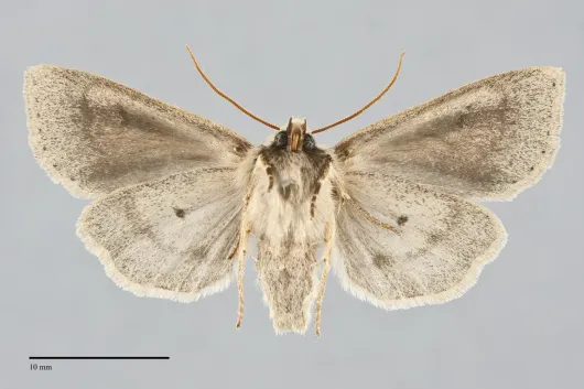 Orthosia arthrolita