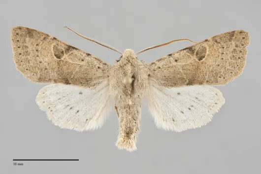 Orthosia behrensiana