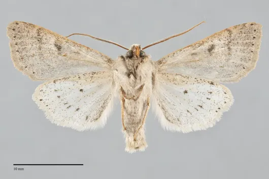Orthosia behrensiana