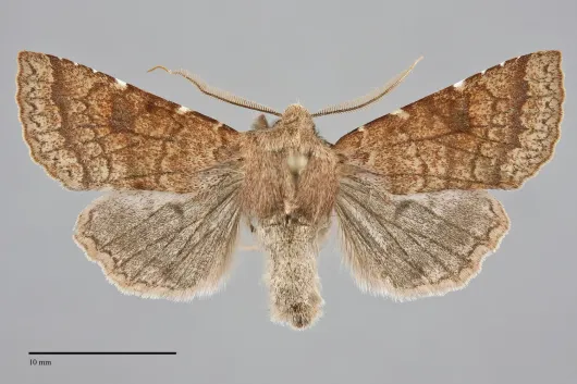 Orthosia ferrigera