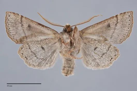 Orthosia ferrigera