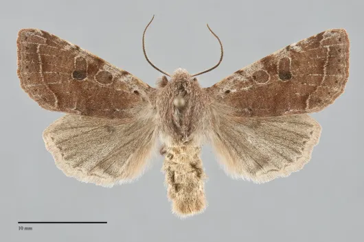 Orthosia hibisci