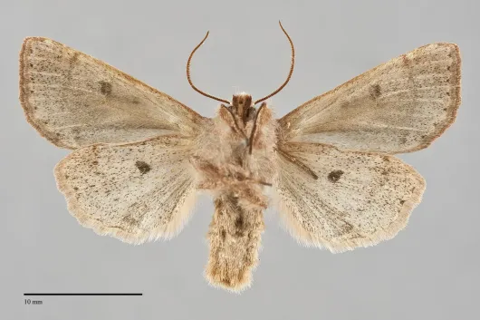 Orthosia hibisci