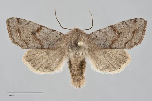 Orthosia hibisci