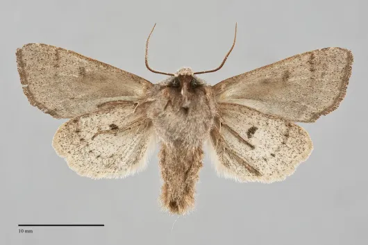 Orthosia hibisci
