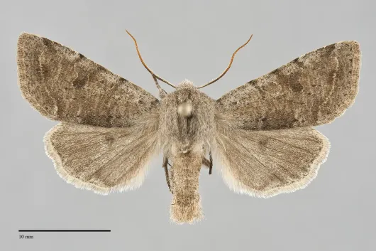 Orthosia hibisci