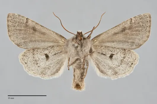 Orthosia hibisci
