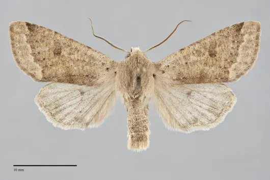 Orthosia pacifica