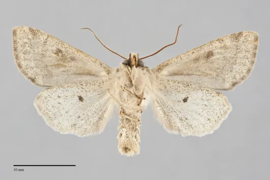 Orthosia pacifica