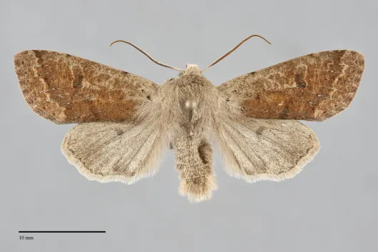 Orthosia pacifica