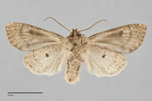 Orthosia pacifica