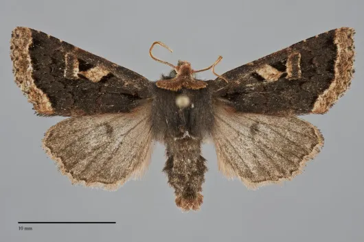 Orthosia praeses