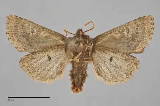 Orthosia praeses